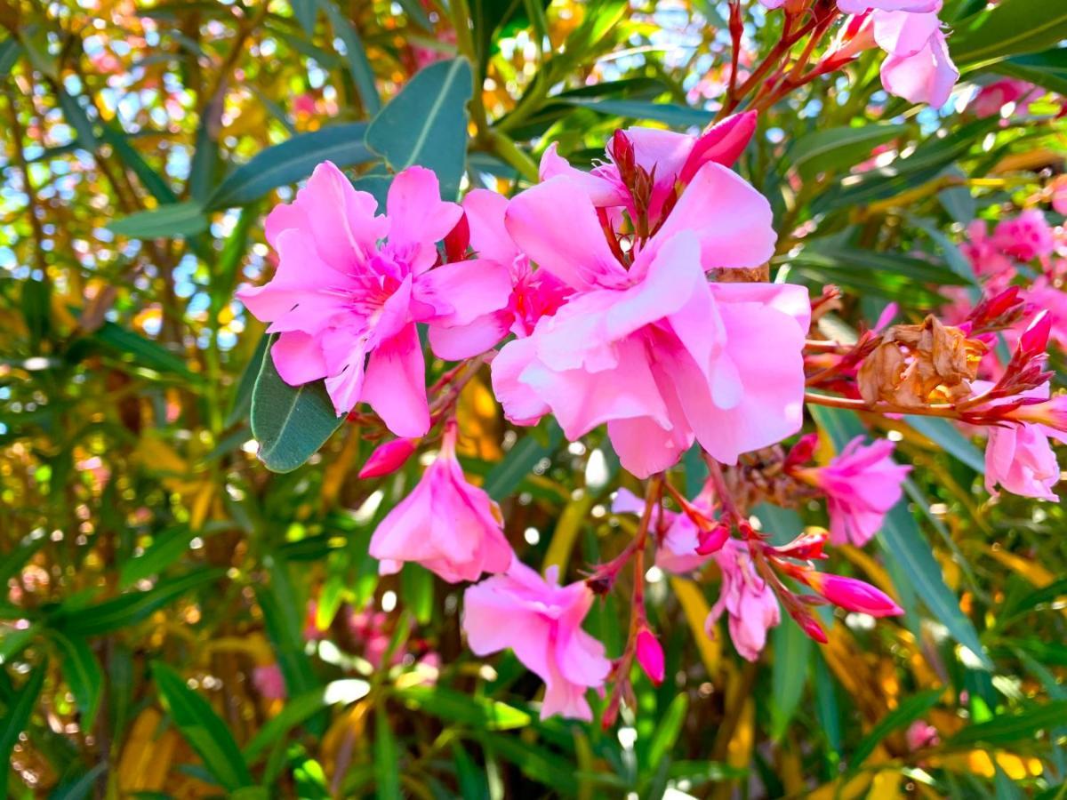 קוסטה פרדיסו Villetta Flora Con Piscina מראה חיצוני תמונה